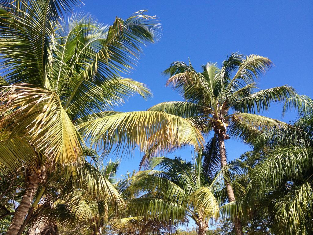 The Pelican Key Largo Cottages Ngoại thất bức ảnh